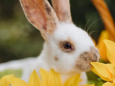 Bunny Rabbit Babysitter!