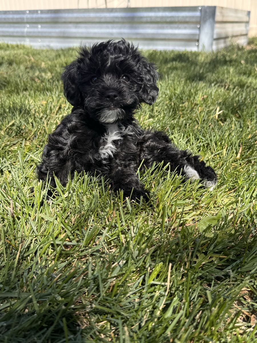 Yorkiepoo puppy