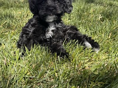 Yorkiepoo puppy