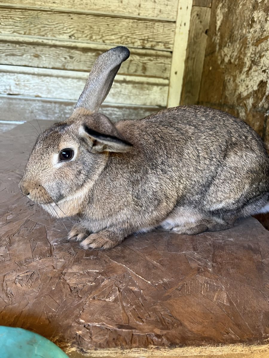 Brown Female Bunny