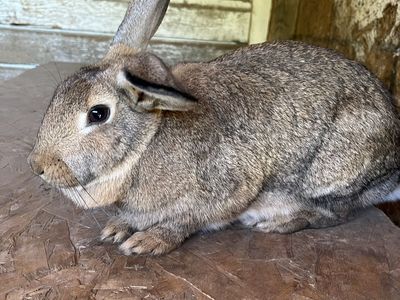 Brown Female Bunny