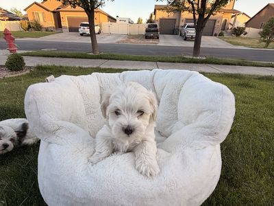 Maltipoo