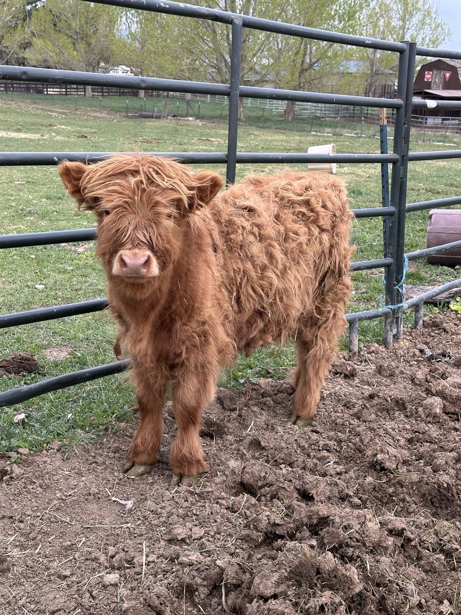 Purebred Highland Heifer