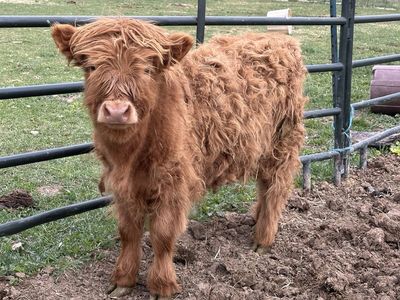 Purebred Highland Heifer