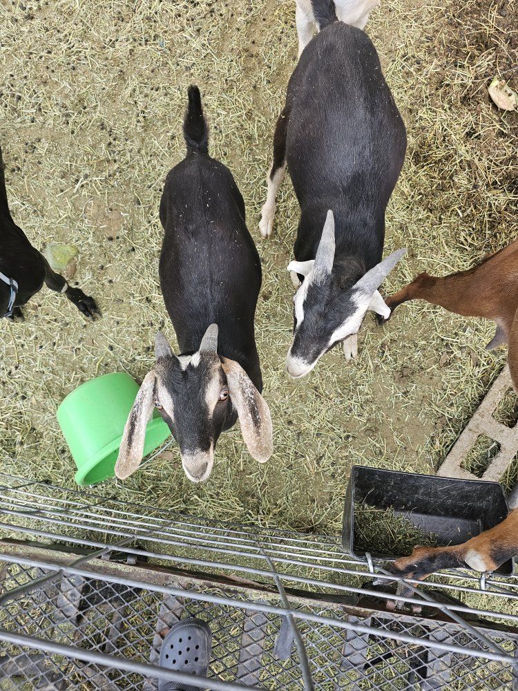 Two Intact Bucklings Looking for a New Herd $75 each