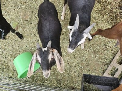 Two Intact Bucklings Looking for a New Herd $75 each