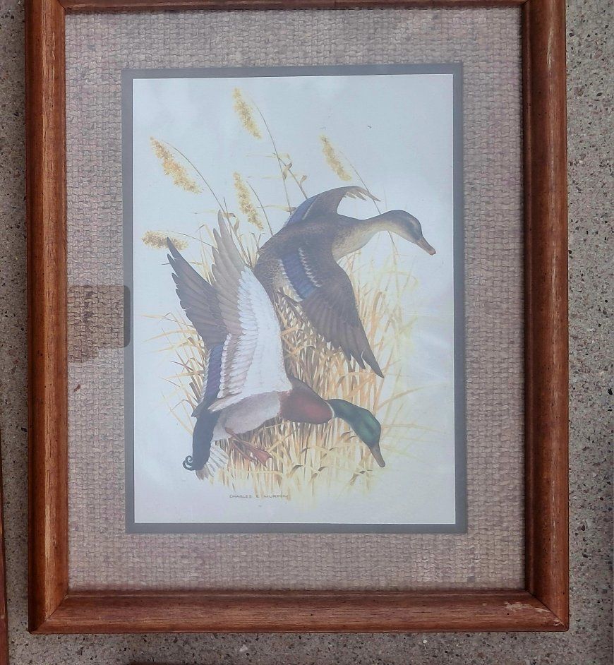Framed Duck Pictures