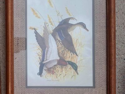 Framed Duck Pictures