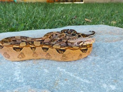 pinkbelly pastel Aztec white-wall (sal) het Vpi possible jungle male 2024
