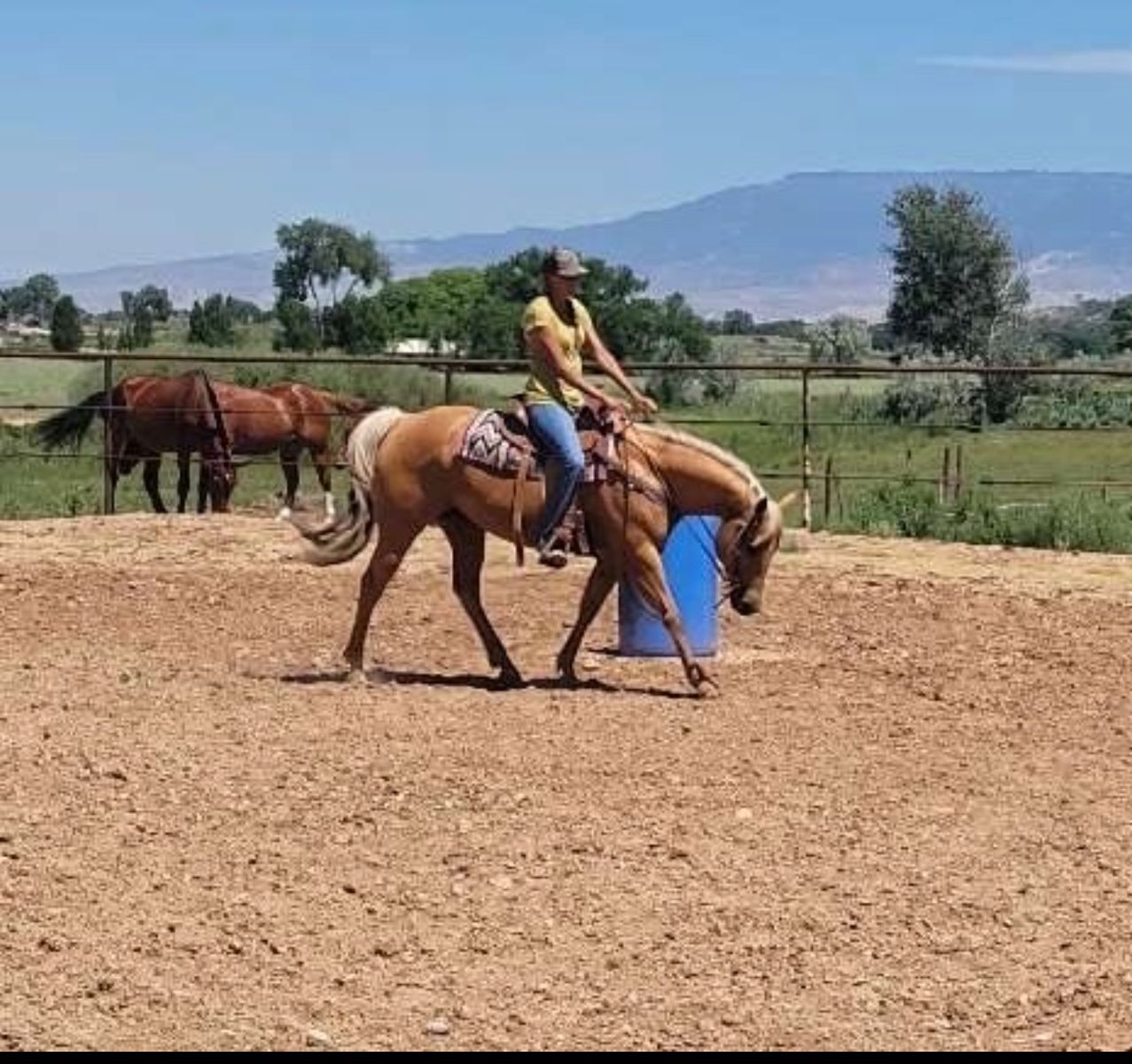 AQHA Mare