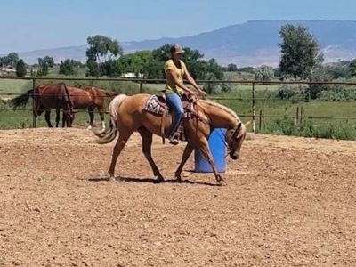AQHA Mare