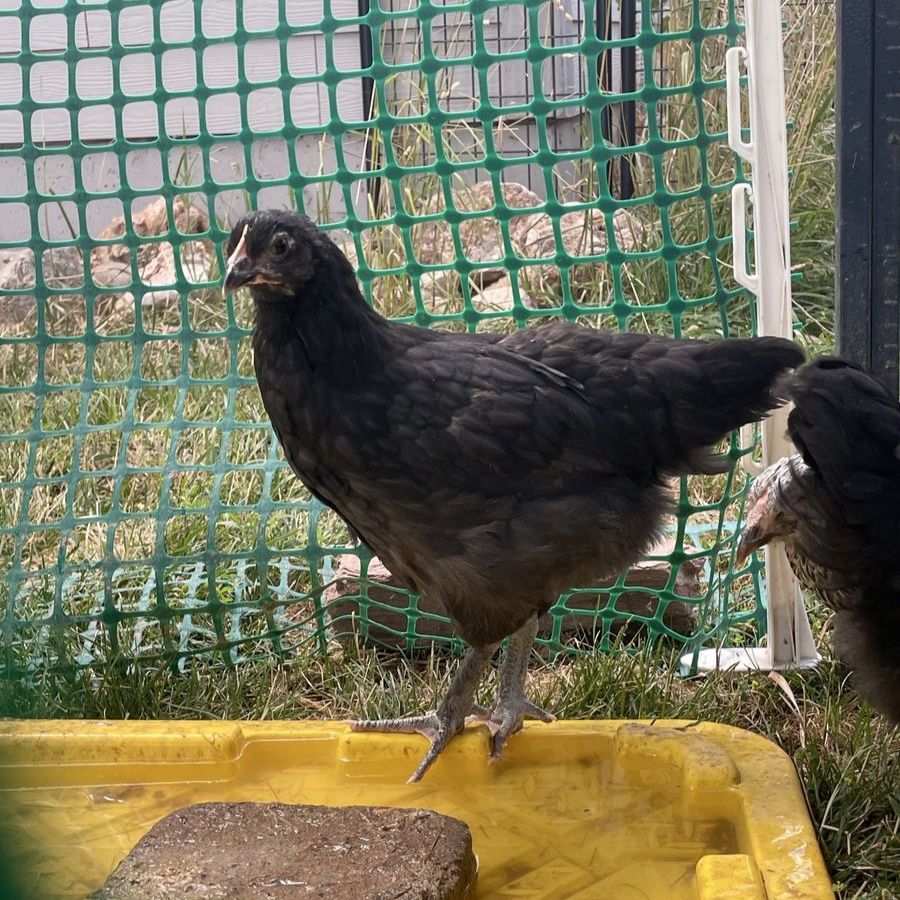 Black Copper Maran Pullets