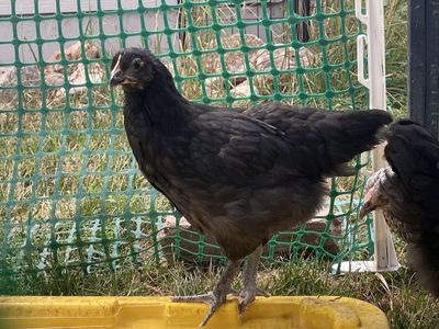 Black Copper Maran Pullets