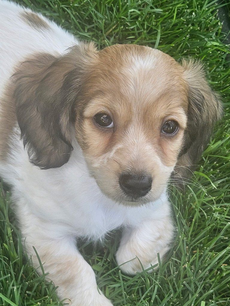 AKC Dachshund puppies