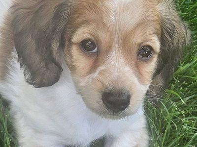 AKC Dachshund puppies