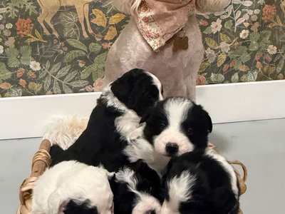 Puppies from bernedoodle mom and border collie dad