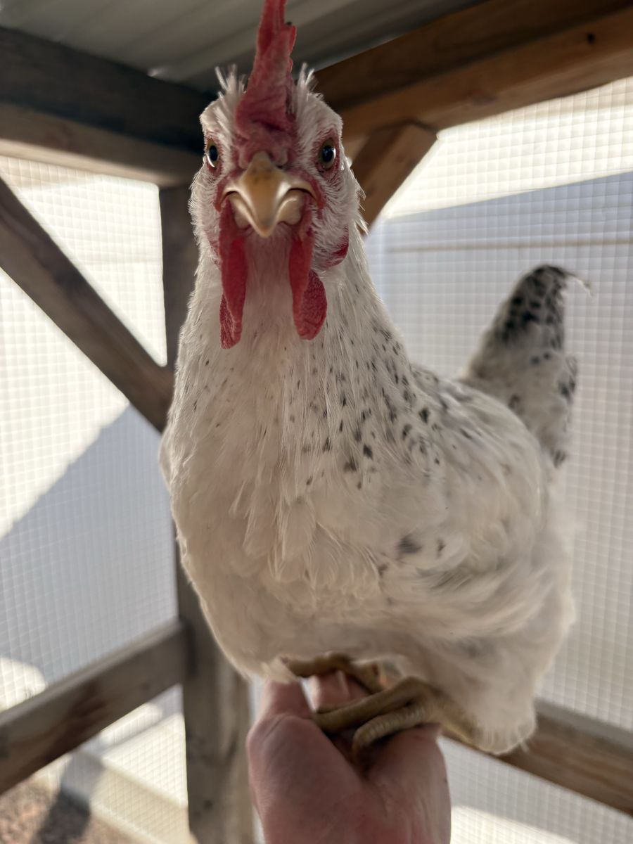 FREE ROOSTER