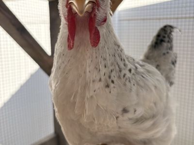 FREE ROOSTER