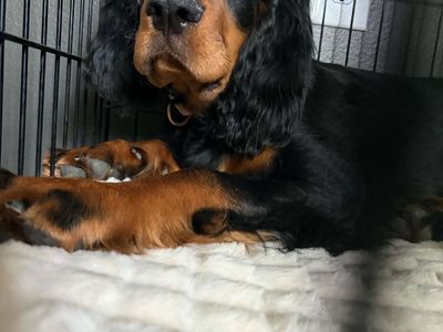 AKC Gordon Setter