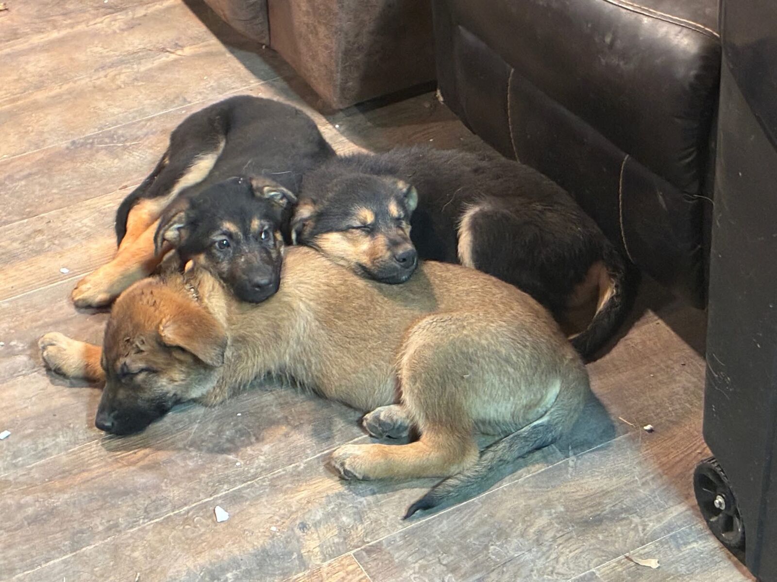 German Shepard puppy