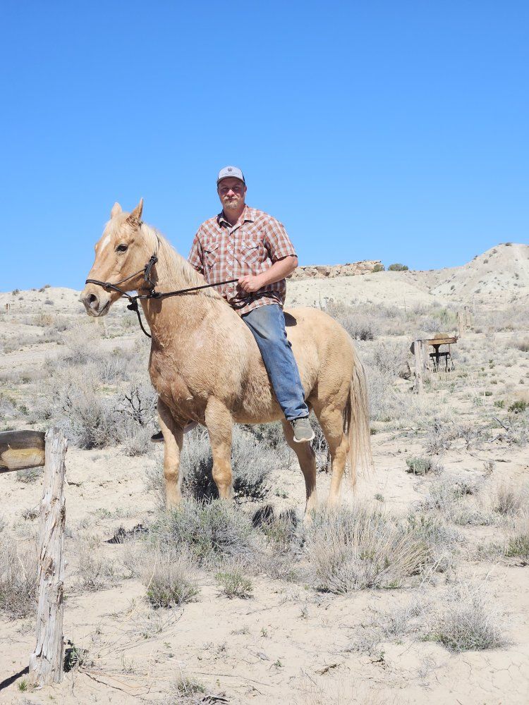 grade pet pasture gelding