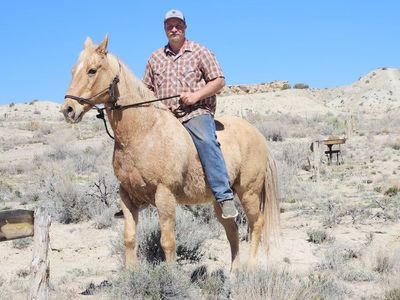 grade pet pasture gelding