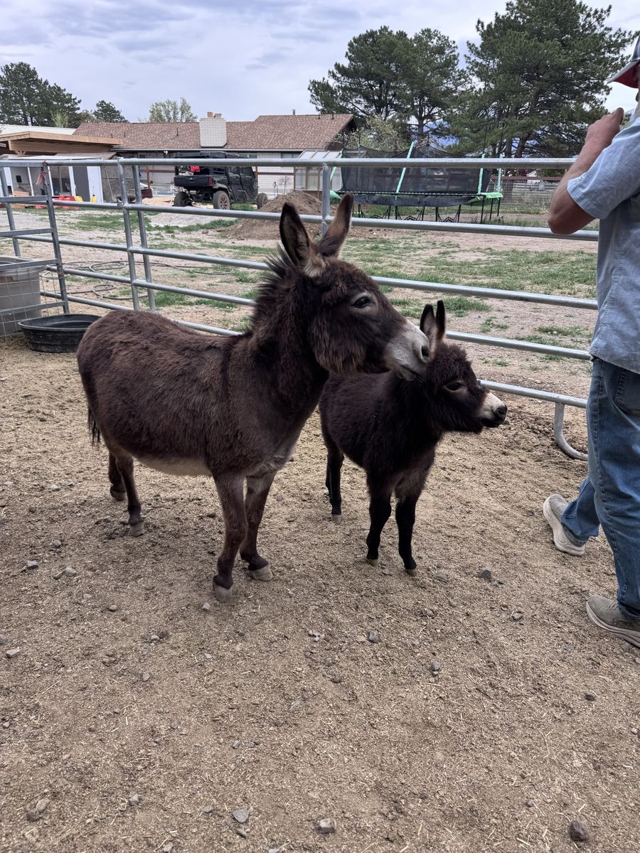 Micro Mini Donkey