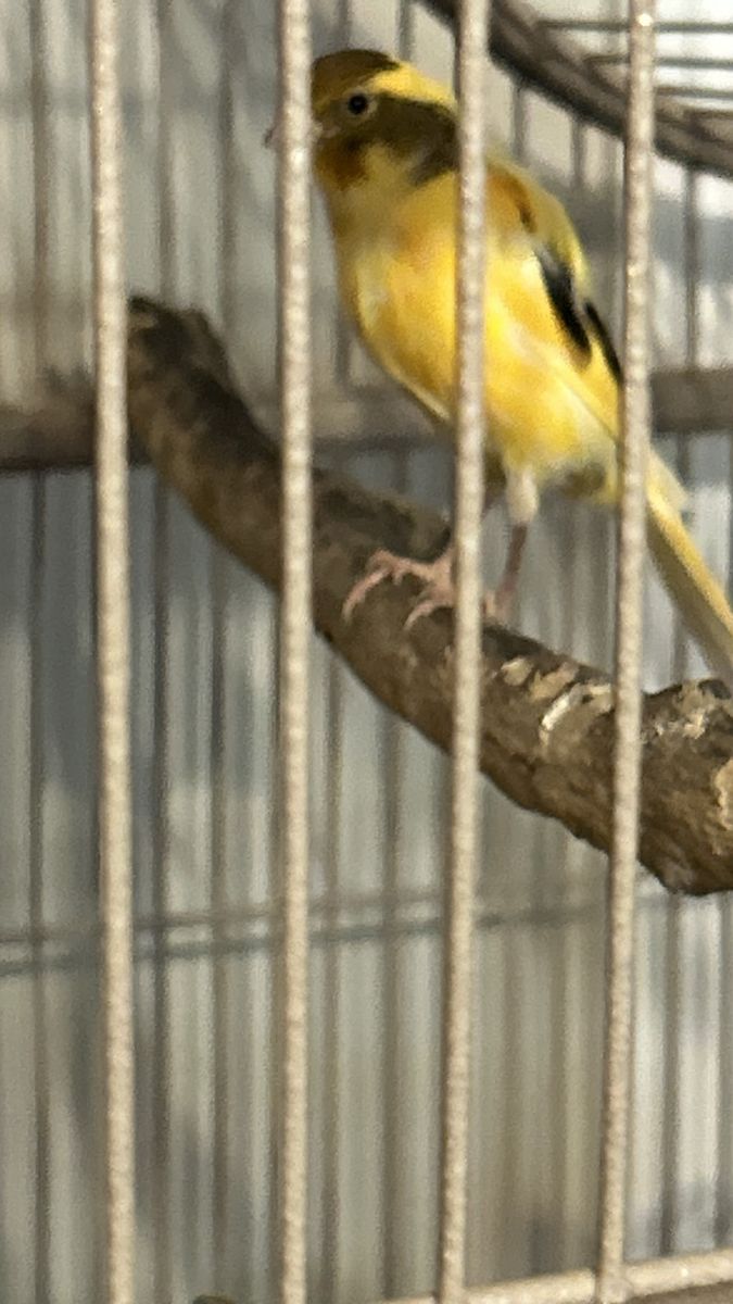 Three Female Canaries