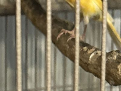 Three Female Canaries