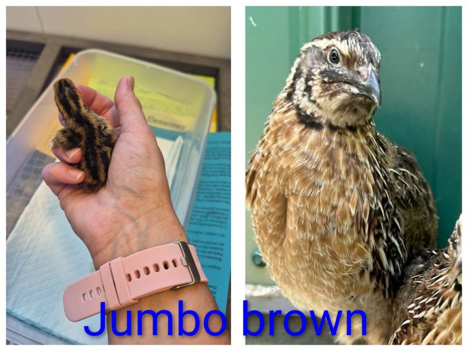 Jumbo Brown Coturnix Quail Chicks