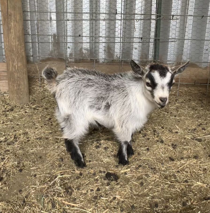 Pygmy Goat Purebred