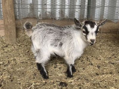 Pygmy Goat Purebred