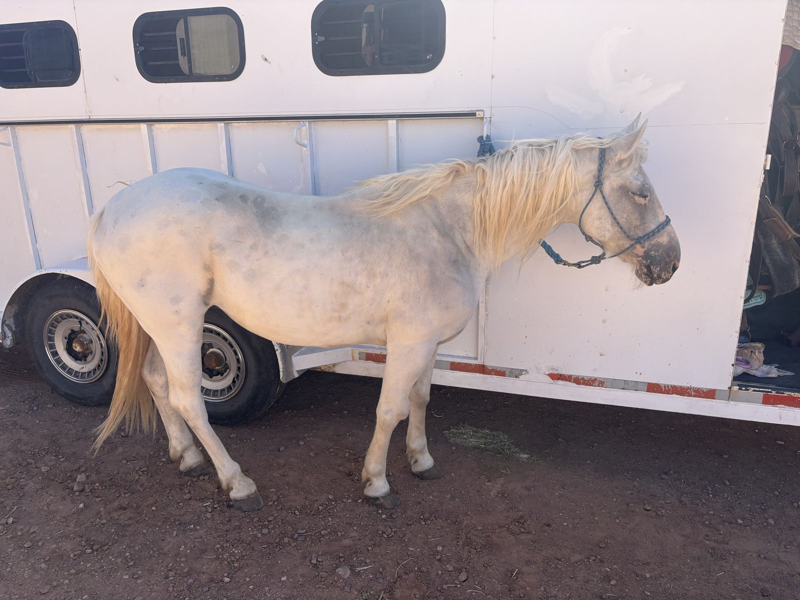 Large pony gelding