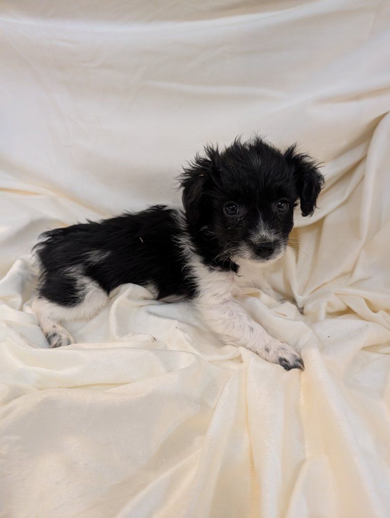 Shnorkie Shihtzu Schnauzer Yorkie Puppies!!!