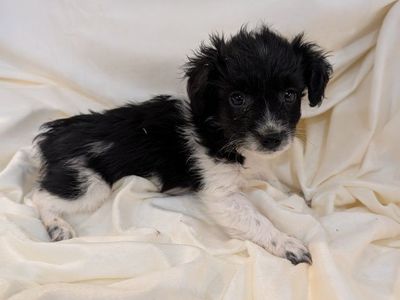 Shnorkie Shihtzu Schnauzer Yorkie Puppies!!!
