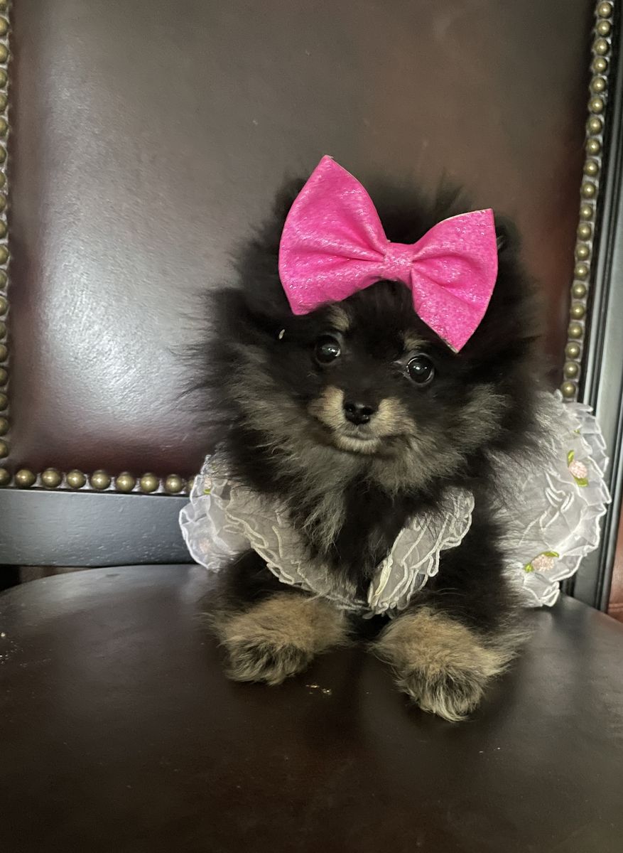 Teeny tiny teacup AKC Pomeranian puppies only 2 left
