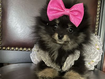 Teeny tiny teacup AKC Pomeranian puppies only 2 left