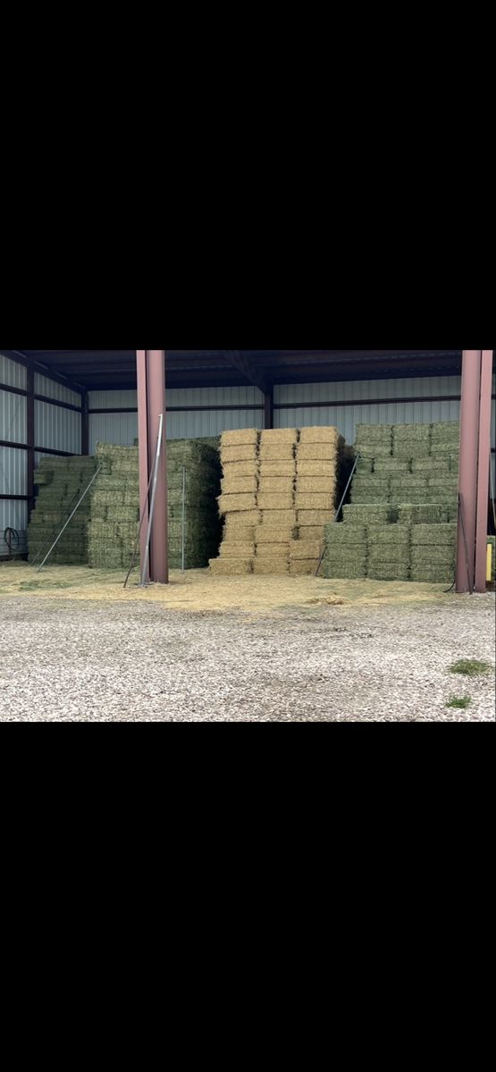 Alfalfa