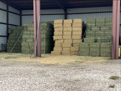 Alfalfa