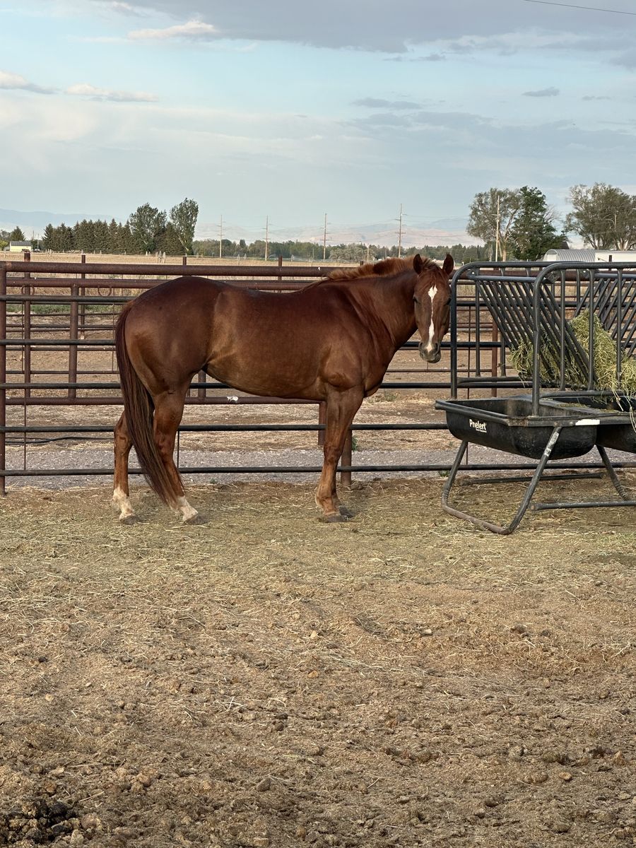 2018 AQHA Sorrel mare by Sailing Smart out of Royals Diligents daughter