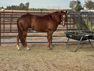 2018 AQHA Sorrel mare by Sailing Smart out of Royals Diligents daughter