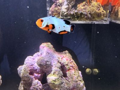 Clown Fish