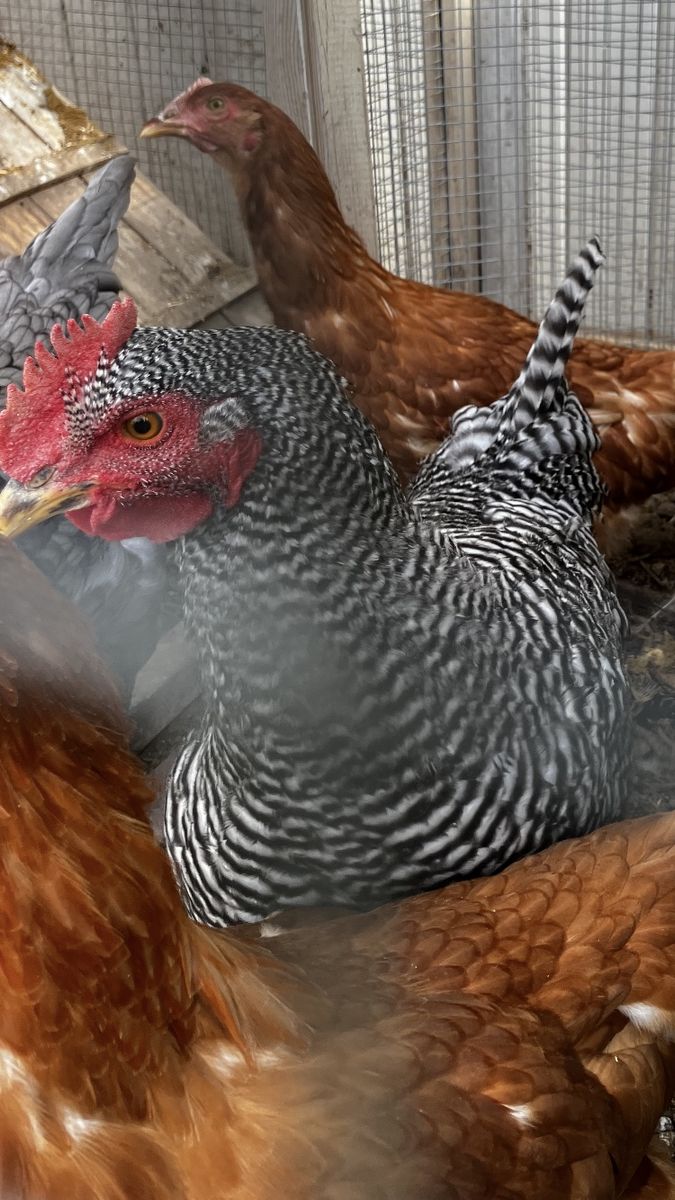Laying Hens (Barred Rock & Brown) - Productive Backyard Chickens for Eggs