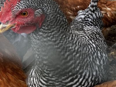 Laying Hens (Barred Rock & Brown) - Productive Backyard Chickens for Eggs
