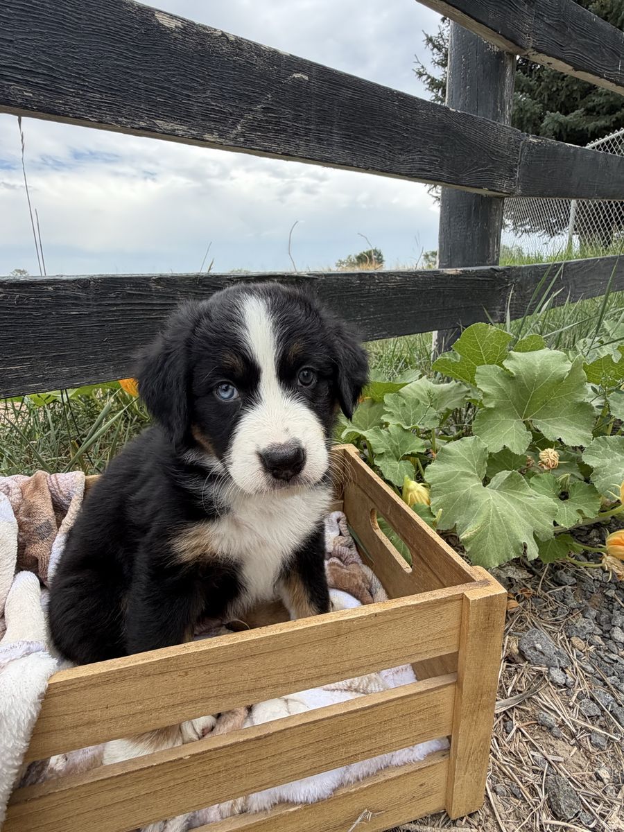 Australian Mountain Dog Puppy