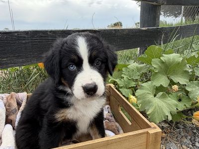 Australian Mountain Dog Puppy