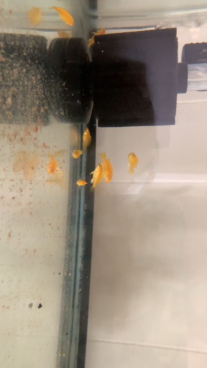 Electric yellow cichlids