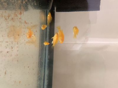 Electric yellow cichlids
