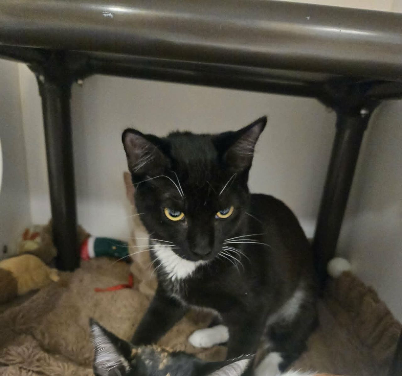 A164952 Izzy is Available for Adoption!