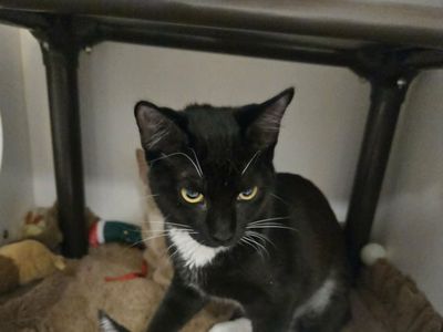 A164952 Izzy is Available for Adoption!